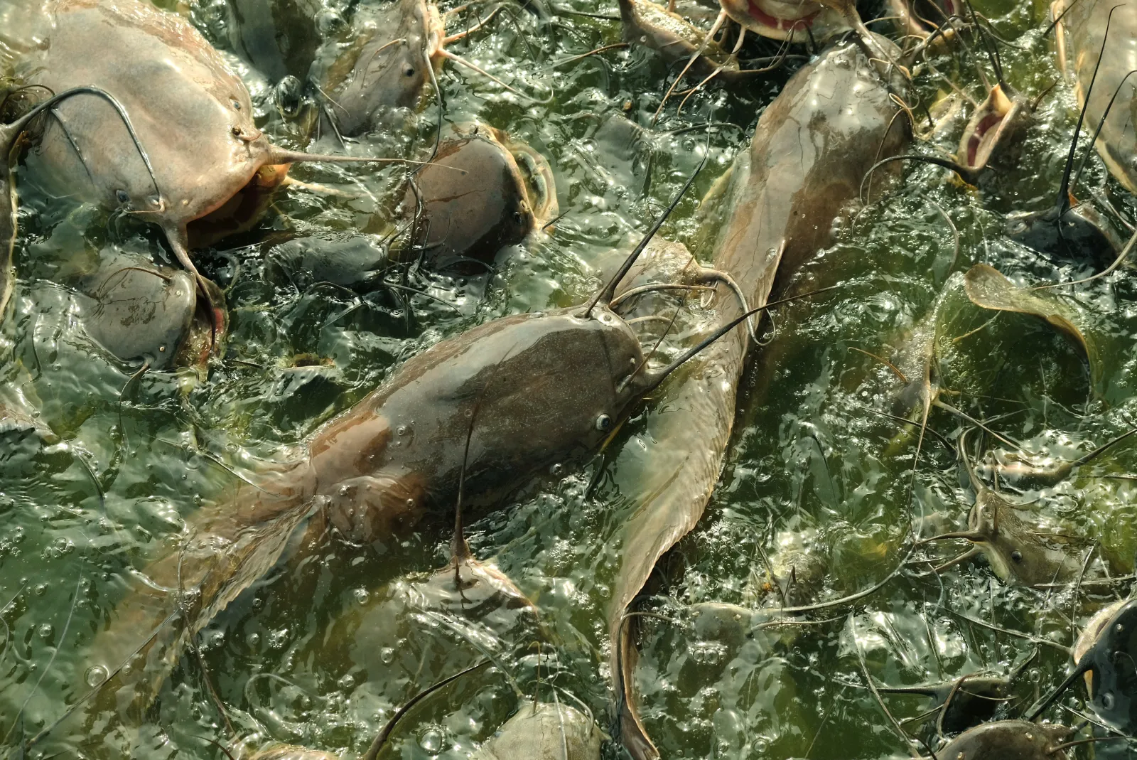 mud fish